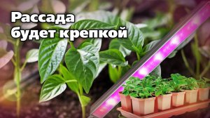 Как вырастить крепкую рассаду. Важные приемы