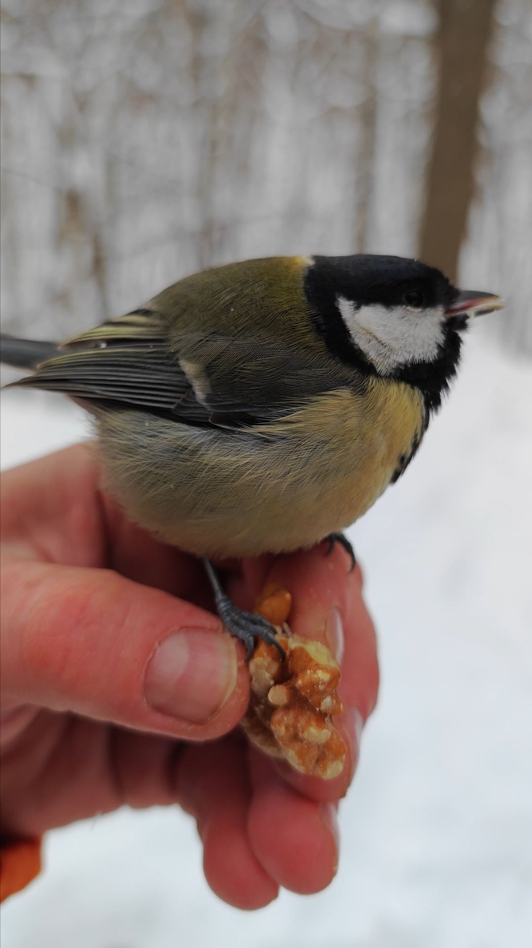 Синица, которая любит грецкие орехи смотреть онлайн
