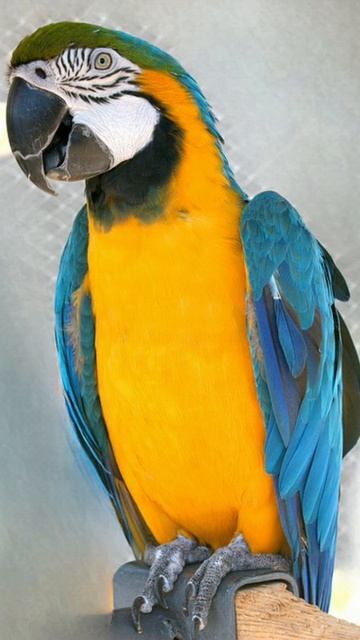 Шаман попугай меня смотреть онлайн