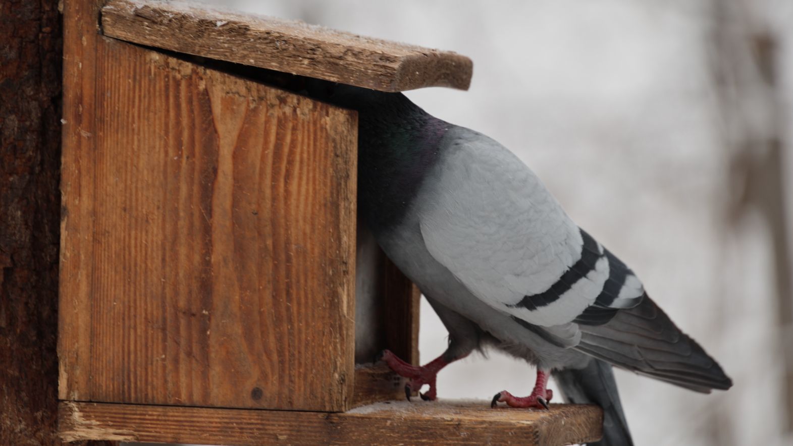 Голубь и беличья кормушка. Зарисовка смотреть онлайн