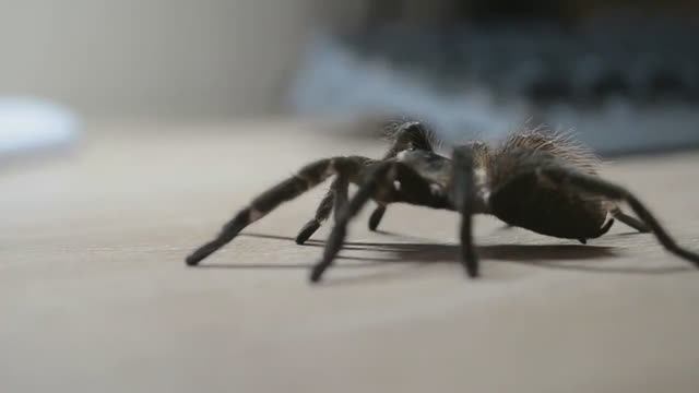 Этот _ботаник_ завел страшных пауков. Пауки птицееды. Распаковка. Пересадка. смотреть онлайн