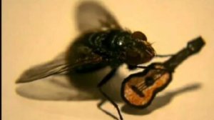 играю песню а муха тоже вертолёт на гитаре без слов
(честно , я сыграл)