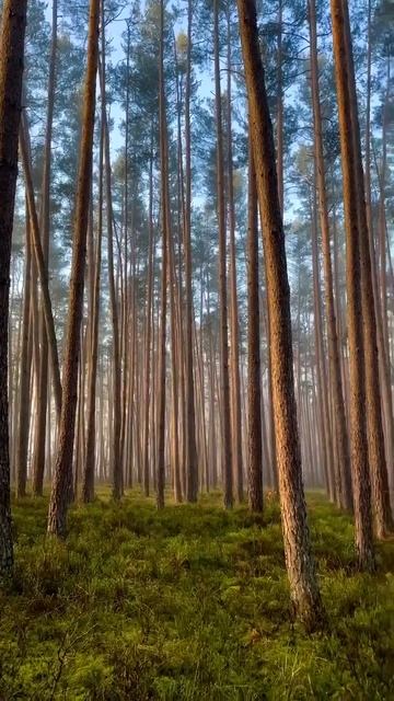 СОСНОВЫЙ ЛЕС смотреть онлайн