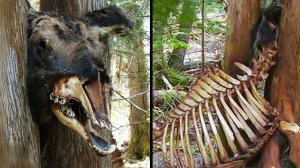 Его съели заживо, пока он не мог выбраться из ловушки