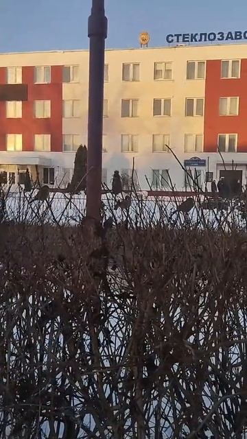 Прогулка Морозец -13 а они чирикают и прыгают.