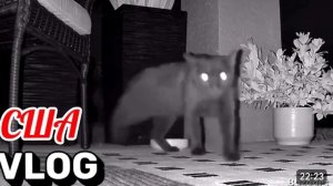 США Влог Неожиданная посылка Кто к нам приходит по ночам