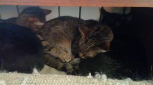 А что нам мороз- у нас батарея под боком!/ кошечки