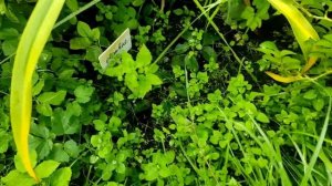 64-моя ДАЧА мой ОГОРОД ( 11.09.-12.09.21)