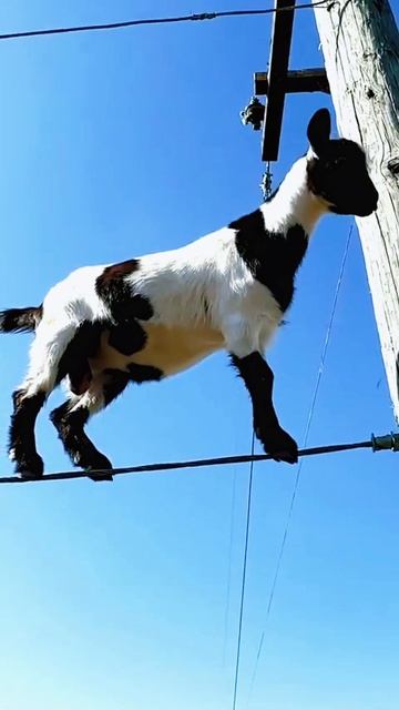 Козлик лазает по проводам смотреть онлайн