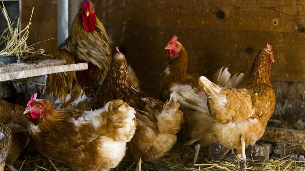 Мясные запасы в середине января. ХУДЕЕМ ВМЕСТЕ ПОДПИШИСЬ смотреть онлайн