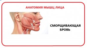 Мышца сморщивающая бровь