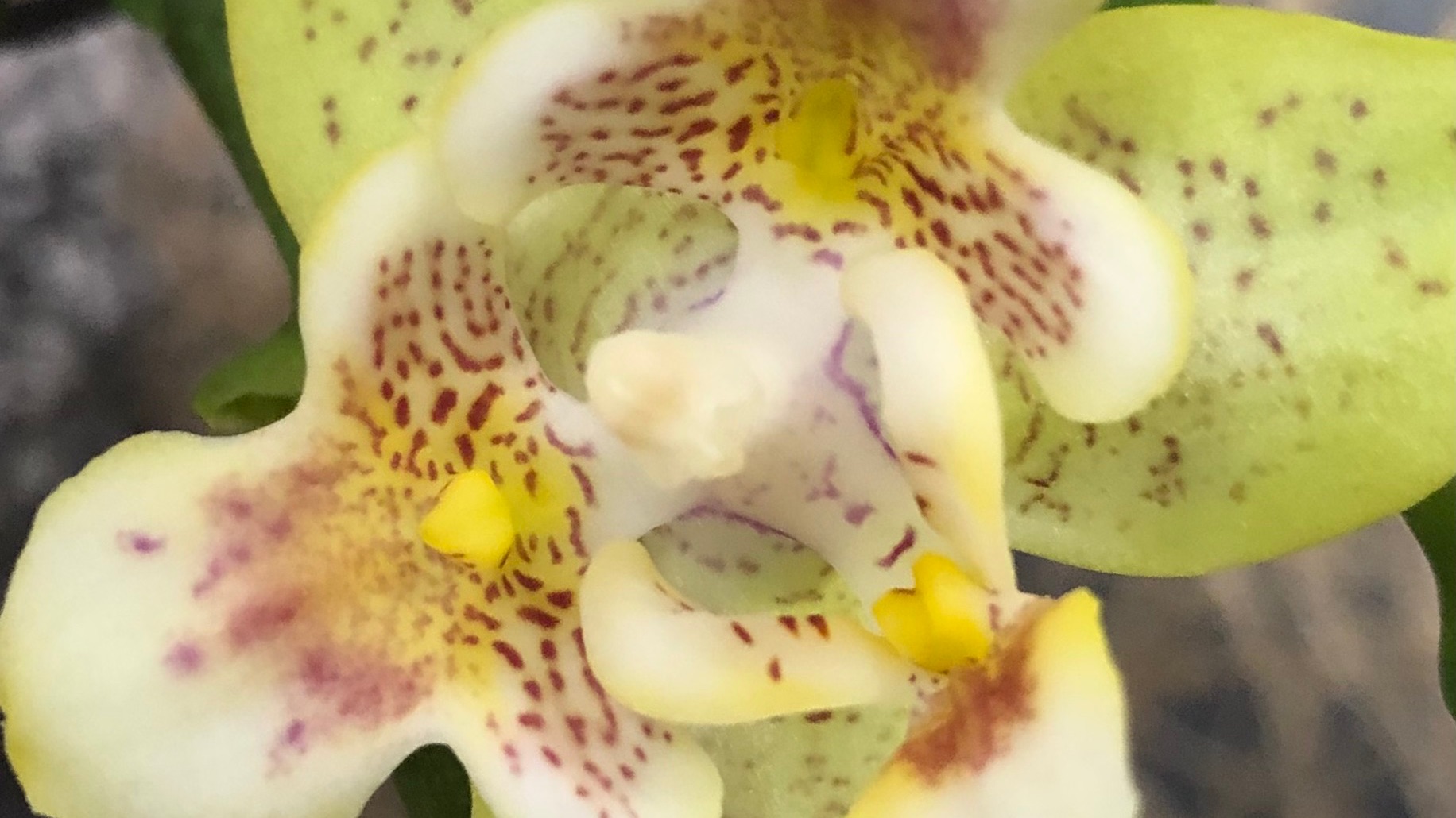 Красивая Орхидея Бабочка  Animo Yellow Bat'AN - 6603 или Жёлтая Летучая Мышь смотреть онлайн