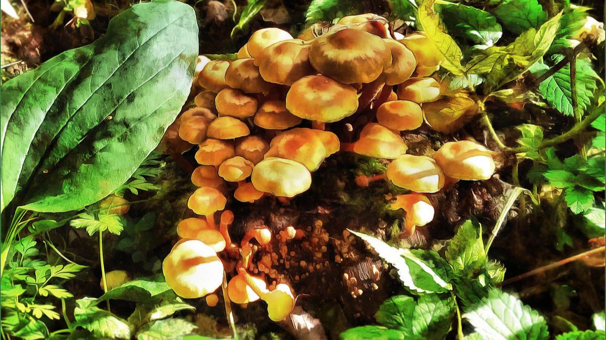 Смешные грибочки... смотреть онлайн