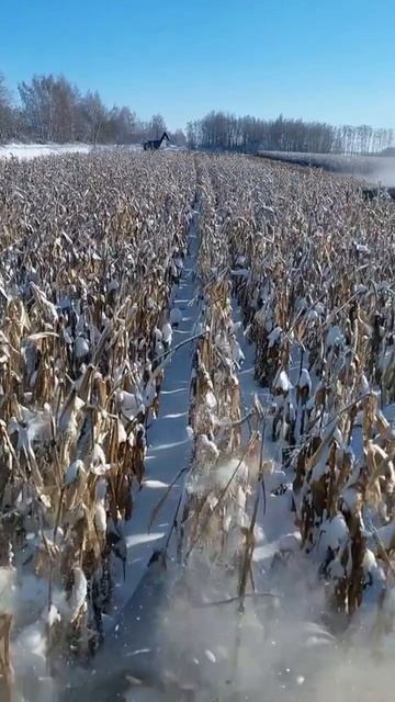 Уборка кукурузы зимой смотреть онлайн