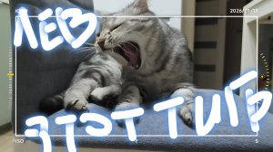 Что за Лев этот Тигр)