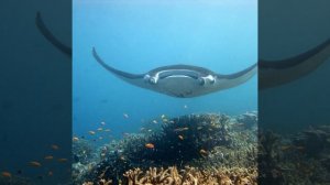 Морской дьявол