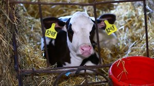 СПК Береговой. Животноводство 2022 4К