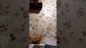 Нашествие пузырёв