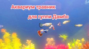 Запустил гуппи домбо чистую линию в новый аквариум. Аквариум травник с красными растениями.