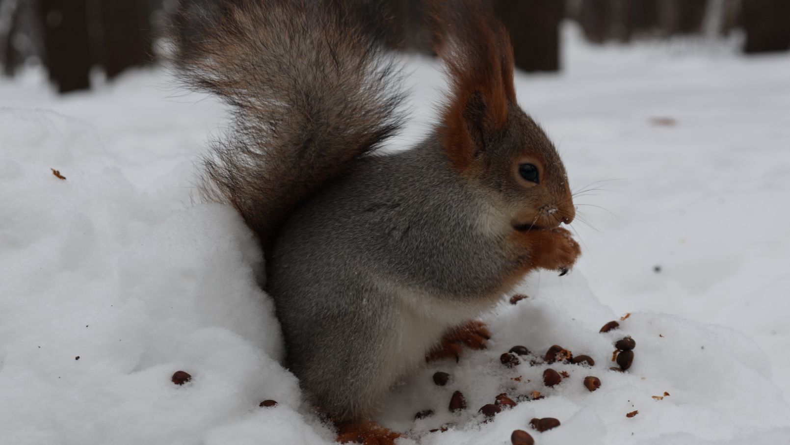 Знакомая белка. Зарисовка смотреть онлайн