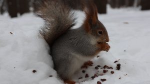 Знакомая белка. Зарисовка