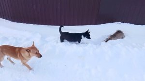 Сериал Пёс Пёс снежный день мп ✅📌 📍