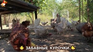 Забавные курочки несушки на сельском подворье 🤗😂😜 (94)