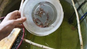 Выращивание форели на натуральном и живом корме в домашних условиях. Кормление форели живым червём.