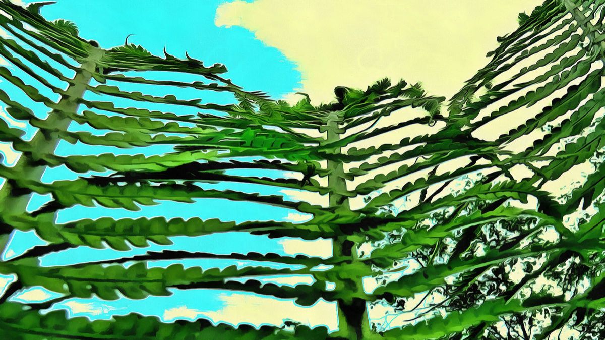 Папоротник у реки. Май 2025 года. смотреть онлайн