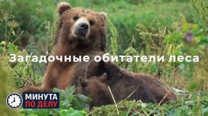 В Европе отметили рост популяции лесных котов в дикой природе