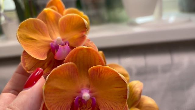 Орхидеи 🌺 Бантики в моей коллекции  🎀 ❤️😍 смотреть онлайн