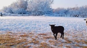 СТРАШНАЯ ИСТОРИЯ НАШЕГО ХУТОРА. КАК ПОСЛЕ ЭТОГО ЖИТЬ!!!
