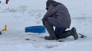 Поимки форели !!!