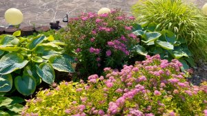 Партнеры для хост. Примеры сочетаний с многолетними лиственными и травянистыми растениями.