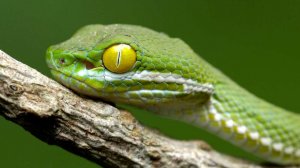 Ядовитая змея укусила девочку в Москве