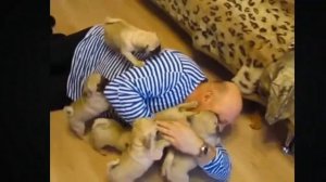 доброе утро, мопсы!