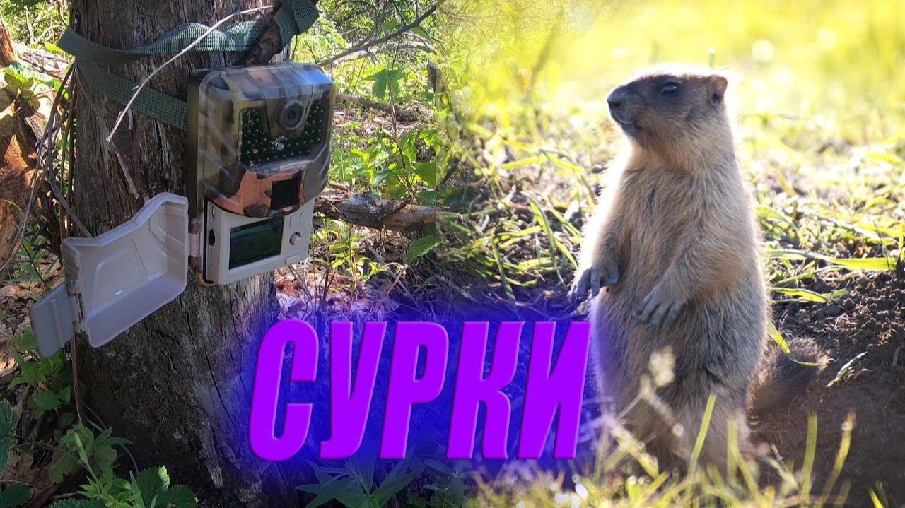 Проверка ФОТОЛОВУШКИ, интересное место, СУРКИ / Фотоловушка в лесу смотреть онлайн