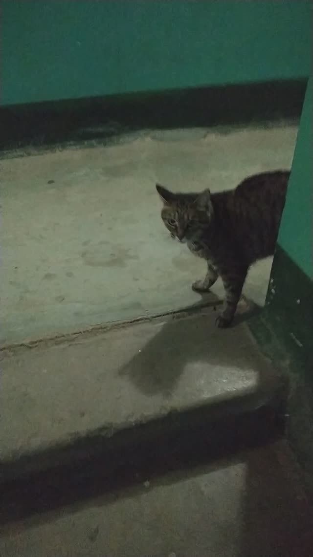 Как кошка меня встречает - 4 смотреть онлайн