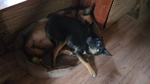 Загадочная коряга, белый день и собаки-безобразницы