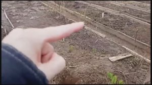 пересаживаю розы/Апрель 2025