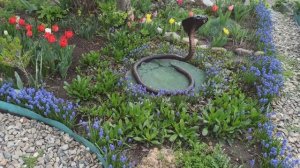 Ещё один цветник непрерывного цветения!