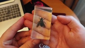 Жуки)))🐛🐛🐛🐛