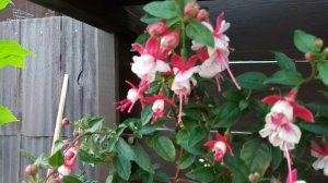 Фуксии обживают новый домик. Лето 2022 года