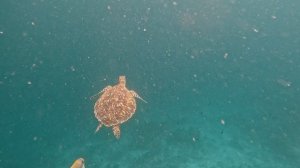 Сноркелинг на Мальдивах, риф острова Донфану (Dhonfanu) 24.12.25