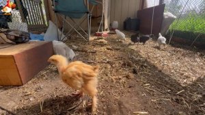 Любовь птицевода к Курочкам 🐥🐔🥚 Нежное видео 🐓 Версия (116)