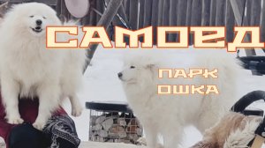 Собаки самоеды. ОШКА парк