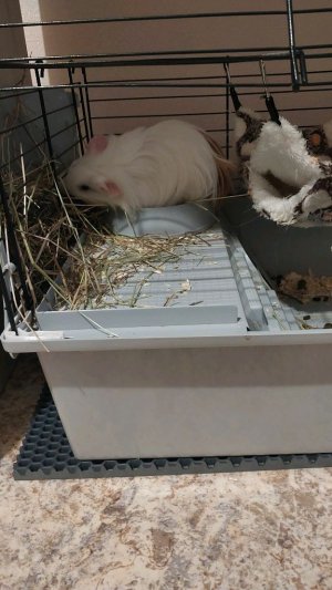 Смотреть Морская свинка на RUTUBE: подборки видео - онлайн бесплатно