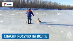 Спасатели освободили косулю, застрявшую на льду