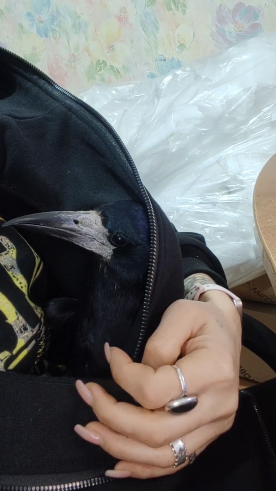 Кто здесь спрятался? Ворона? Нет, грач Гоша, причём однокрылый, передаёт всем привет 🐦⬛ #врановые смотреть онлайн