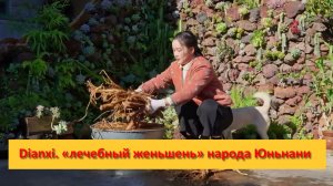 Dianxi Xiaoge. Китай. Вонючий женьшень — собственный «лечебный женьшень» народа Юньнани